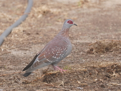 Columba guinea