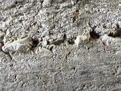 Liometopum microcephalum