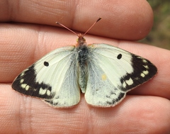 Colias hyale
