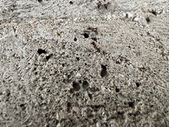 Liometopum microcephalum