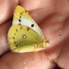 Colias hyale
