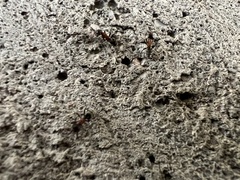 Liometopum microcephalum