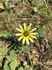 Arctotheca calendula