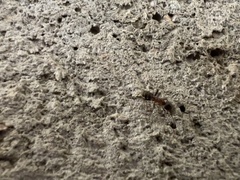 Liometopum microcephalum