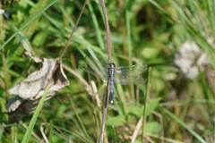 Orthetrum albistylum