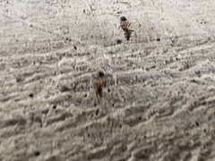 Liometopum microcephalum