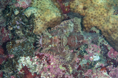 Scorpaenidae