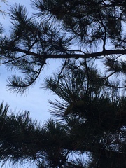 Pinus nigra