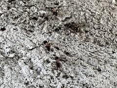 Liometopum microcephalum