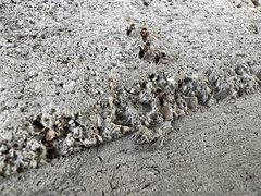 Liometopum microcephalum