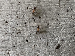 Liometopum microcephalum