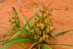 Wachendorfia multiflora