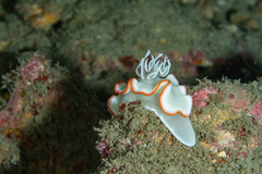 Nudibranchia