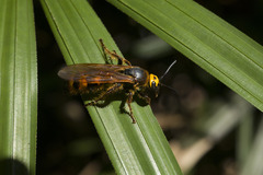 Scoliinae