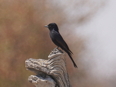 Dicrurus adsimilis apivorus