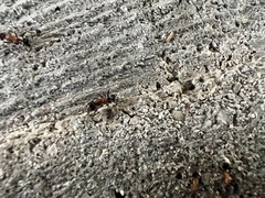 Liometopum microcephalum