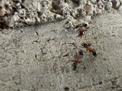 Liometopum microcephalum