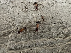 Liometopum microcephalum