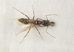 Odontomachus