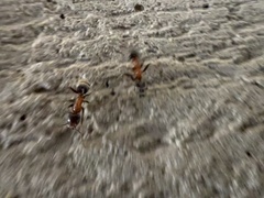 Liometopum microcephalum