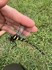 Anotogaster sieboldii