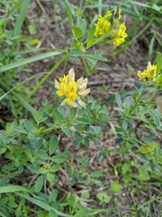 Medicago sativa