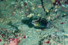 Amblygobius phalaena