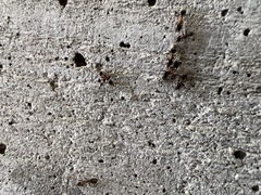 Liometopum microcephalum