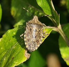 Rhaphigaster nebulosa