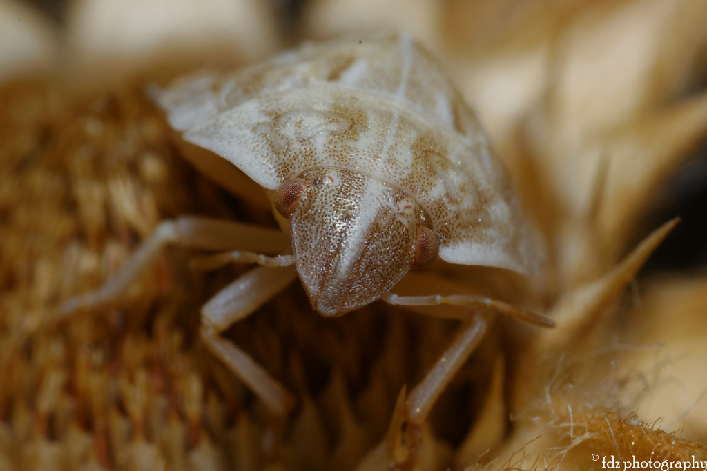 Odontotarsus intermedius