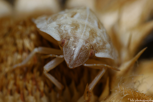 Odontotarsus intermedius