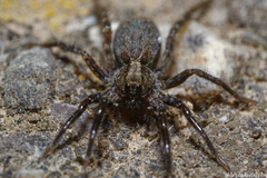 Lycosidae