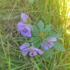 Geranium erianthum