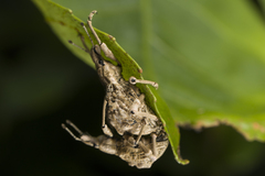 Dermatoxenus caesicollis