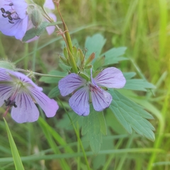 Geranium erianthum