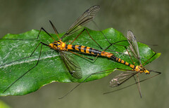 Nephrotoma australasiae