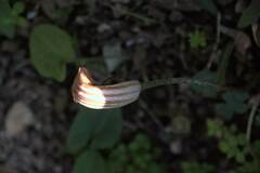 Arisarum vulgare