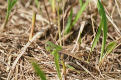 Locusta migratoria