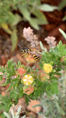 Vespula germanica
