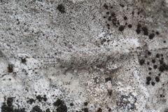 Archaeognatha