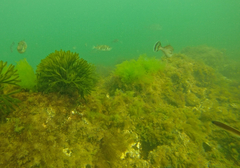 Meuschenia hippocrepis