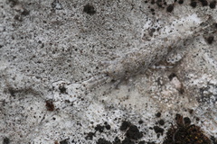 Archaeognatha