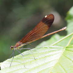 Calopteryx cornelia