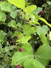 Sanguisorba officinalis