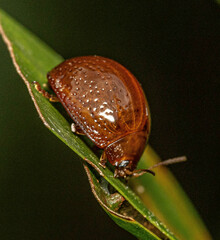 Dicranosterna semipunctata
