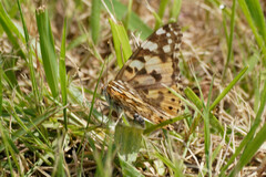 Vanessa cardui