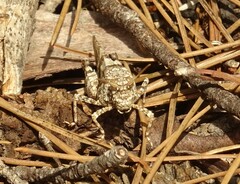 Oedipoda
