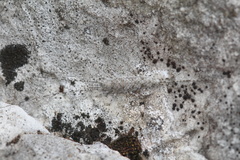 Archaeognatha