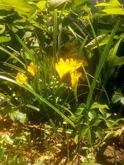 Sternbergia lutea