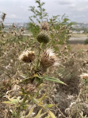 Cirsium serrulatum